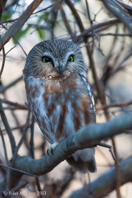 Northern Saw-whet Owl
