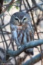 Northern_Saw-whet_Owl_s-1~0.jpg