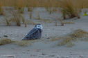 Filename=SandyHook_SnowyOwl_2-1.jpg
Filesize=622KiB
Dimensions=1024x683
Date added=Nov 24, 2013 SandyHook_SnowyOwl_2-1.jpg