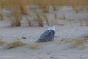 Filename=SandyHook_SnowyOwl_2-2.jpg
Filesize=669KiB
Dimensions=1024x683
Date added=Nov 24, 2013 SandyHook_SnowyOwl_2-2.jpg